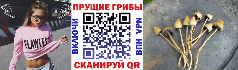 Галлюциногенные грибы Cubensis Богородск